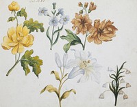 Studies of Five Flowers (Tab: No. 13) during 18th century painting in high resolution. Original from the Minneapolis Institute of Art. Digitally enhanced by rawpixel.. Original from the Minneapolis Institute of Art.