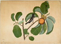 Oriental Magpie Robin with Katydid and Leaf Hopper on Monkey Jack Branch (1778) painting in high resolution by Sheikh Zainuddin. Original from the Minneapolis Institute of Art. Digitally enhanced by rawpixel.. Original from the Minneapolis Institute of Art.