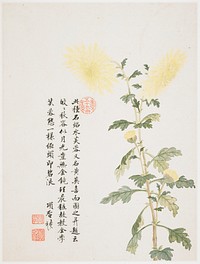 Hibiscus from a Flower Album of Ten Leaves (1656) painting in high resolution by Xiang Shengmo. Original from the Minneapolis Institute of Art. Digitally enhanced by rawpixel.. Original from the Minneapolis Institute of Art.