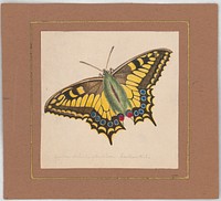 Equites Achivi Machaon Swallowtail (ca. 1820&ndash;1839) painting in high resolution by William Wood Thackara. Original from the Library of Congress.