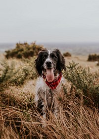 English Springer Spaniel dog in field photo