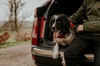 Dog sitting in car trunk photo