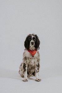 English Springer Spaniel dog sitting photo