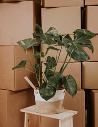 Monstera houseplant in a bag, house moving photo