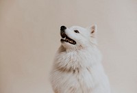 Cute Samoyed dog background, pet photo