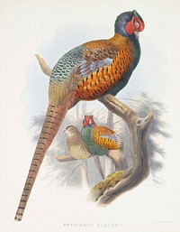 Phasianus Elegans (Elegant Pheasant) (1870–1872) painting in high resolution by Daniel Giraud Elliot. Original from the Minneapolis Institute of Art. Digitally enhanced by rawpixel.. Original from the Minneapolis Institute of Art.