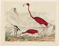 Birds 66. 1. Wood Ibis. 2. Scarlet I. 3. White Ibis. 4. Flamingo. (1808–1814) painting in high resolution by Alexander Wilson. Original from the Minneapolis Institute of Art. Digitally enhanced by rawpixel.. Original from the Minneapolis Institute of Art.