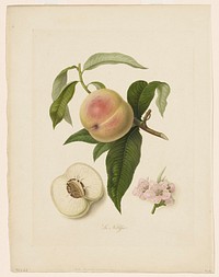 La Noblesse (Peach) from Pomona Londinensis during 19th century painting in high resolution by William Hooker. Original from the Minneapolis Institute of Art. Digitally enhanced by rawpixel.. Original from the Minneapolis Institute of Art.