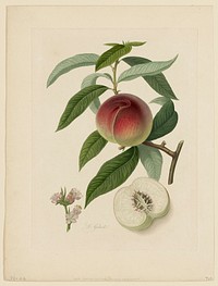 La Galande (Peach) from Pomona Londinensis during 19th century painting in high resolution by William Hooker. Original from the Minneapolis Institute of Art. Digitally enhanced by rawpixel.. Original from the Minneapolis Institute of Art.