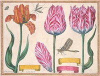 Tulips and Iris, from Livre de Fleurs (1620) painting in high resolution by Francois L'Anglois. Original from the Minneapolis Institute of Art. Digitally enhanced by rawpixel.. Original from the Minneapolis Institute of Art.