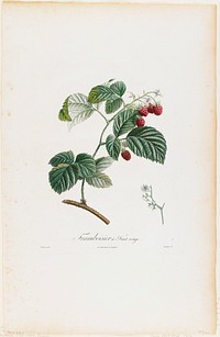 Framboisier a Fruit rouge (Raspberries), from Traite des Arbres Fruitiers (1807–1835) painting in high resolution by P. Jean Turpin. Original from the Minneapolis Institute of Art. Digitally enhanced by rawpixel.. Original from the Minneapolis Institute of Art.