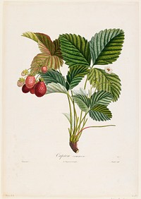 Capron commun. (Strawberries), from Traite des Arbres Fruitiers (1807–1835) painting in high resolution by P. Jean Turpin. Original from the Minneapolis Institute of Art. Digitally enhanced by rawpixel.. Original from the Minneapolis Institute of Art.