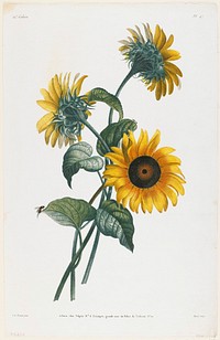 Study of Sunflowers (1805) painting in high resolution by Louis Charles Ruotte. Original from the Minneapolis Institute of Art. Digitally enhanced by rawpixel.. Original from the Minneapolis Institute of Art.