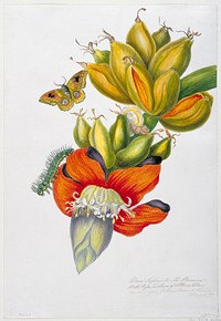 Musa sapienta (The Banana Moth, Pupa and Larva of Attacus wilsoni) (1839) painting in high resolution by Priscilla Susan Bury. Original from the Minneapolis Institute of Art. Digitally enhanced by rawpixel.. Original from the Minneapolis Institute of Art.