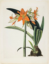 Amaryllis fulgida (Striped-tubed Amaryllis) (1831–1834) painting in high resolution by Priscilla Susan Bury. Original from the Minneapolis Institute of Art. Digitally enhanced by rawpixel.. Original from the Minneapolis Institute of Art.