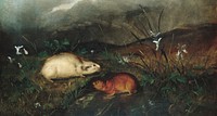 Hudson's Bay Lemming by John Woodhouse Audubon