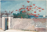 A Wall, Nassau by Winslow Homer 