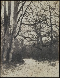 [Fontainebleau Forest]