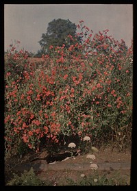 Cat and Sweetpeas