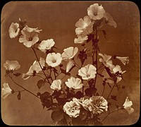 Flower Study, Rose of Sharon 