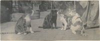 Four Cats by Thomas Eakins