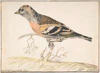 Bramling (Fringilla Montifringilla)