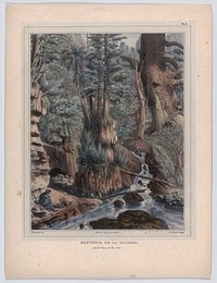 A Memory of Caldera, printmaker Félix Achille Saint-Aulaire, after Sabin Berthelot, lithographer C. Adrien