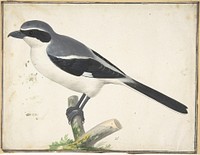 A Great Grey Shrike