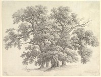 Study of Oak Trees (recto) by Carl Wilhelm Kolbe