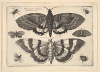 Two moths and six Insects