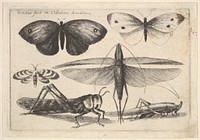 Six insects by Wenceslaus Hollar