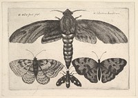 Moth and three butterflies by Wenceslaus Hollar