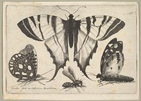 Three Butterflies and a Wasp by Wenceslaus Hollar