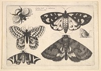 Three moths, two butterflies and a bumble bee by Wenceslaus Hollar