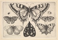 Five Butterflies, a Moth and Two Beetles