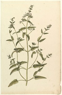 Botanical Study with a Species of the Nettle Family (genus Urtica), Anonymous, French, 19th century