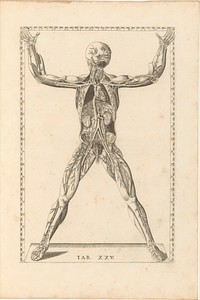 Tabulae Anatomicae