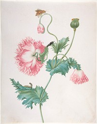 A Poppy in Three Stages of Flowering, with a Caterpillar, Pupa and Butterfly