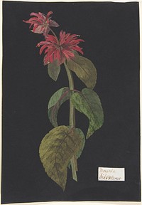 Monarda didyma/Scarlet Lion's Tail 