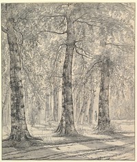 Woodland Scene by Pieter George Westenberg
