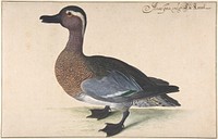 A Male Teal