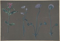 Study of Three Flowers