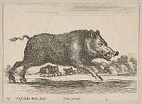 Plate 19: wild boar, from 'Various animals' (Diversi animali)