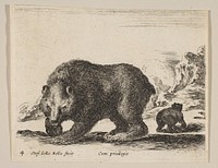 Plate 4: bear, from 'Various animals' (Diversi animali)