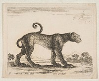 Plate 9: leopard, from 'Various animals' (Diversi animali)