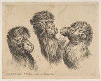 Three Camel Heads, etched by Stefano della Bella