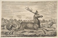 Hounds Chasing a Stag and a Doe