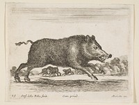 Plate 19: wild boar, from 'Various animals' (Diversi animali)