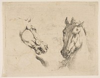 Two Horse Heads 