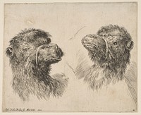 Two Camel Heads